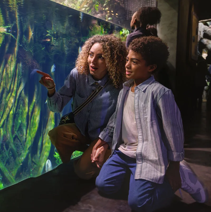 Family observing aquatic life at large aquarium tank